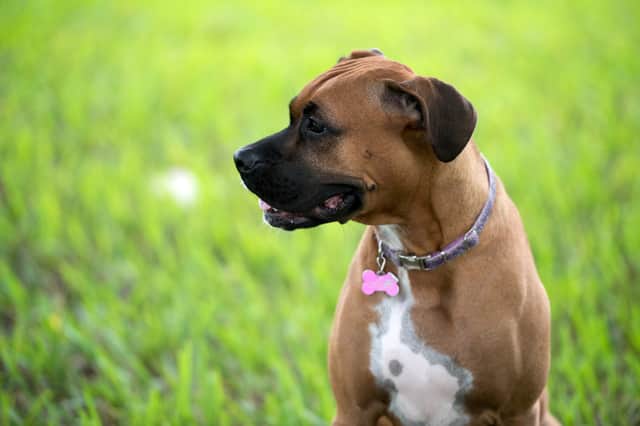 <p>The best dog collars and leads for 2021</p>