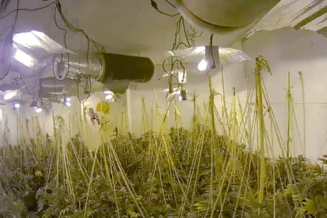 Bodycam footage of the cannabis farm found in Northumberland