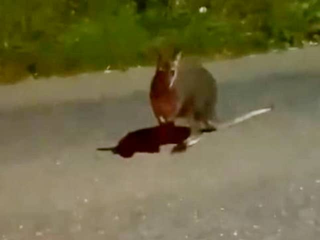 The wallaby pictured on the main road in Devon.  A startled motorist has captured footage of a wallaby bouncing along a main road - in the UK.  The video was sent to documentary filmmaker and wildlife researcher Tim Whittard who investigates reports of out-of-place animals. 
