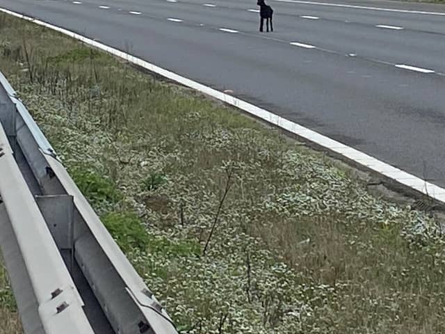 A goat is pictured between junction 12 or 13 of the M5 on March 25. Three of the animals ran onto the carriageway and blocked traffic.