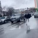 An escaped ostrich holds up traffic in South Korea.