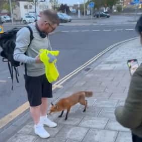 A fox approaches a man waiting at a bus stop before biting him on the ankle in Weston Super Mare, April 24 2024. 
