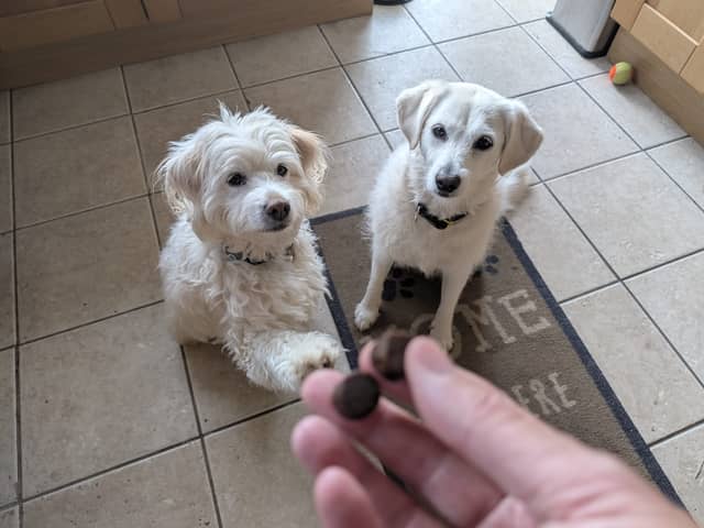 Rupert, left, and Honey, right, absolutely love their daily dose