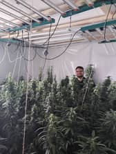 A Derbyshire police officer at the scene of a large cannabis grow in Dronfield.
