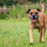 Urgent plea as two rescued dogs at Chesterfield RSPCA need homes after their 18 pups found happy ending