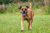 Five-year-old Cane Corso Kila