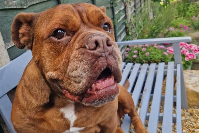 Coco, a 12-year-old Boxer cross- is also in need of a home after being the longest dog resident currently at the branch - after spending more than 300 days patiently waiting for her forever home.