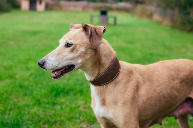 Four-year-old Susie was rescued after police requested support from the RSPCA with 15 dogs living at a property in Barnsley, in South Yorkshire.