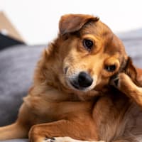 Dog boarding plan for majority of Chesterfield house is refused by borough council