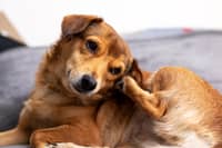 A planning application for change of use of a house in Chesterfield from residential to residential and commercial use for dog boarding has been refused by Chesterfield Borough Council (generic image: Adobe Stock)