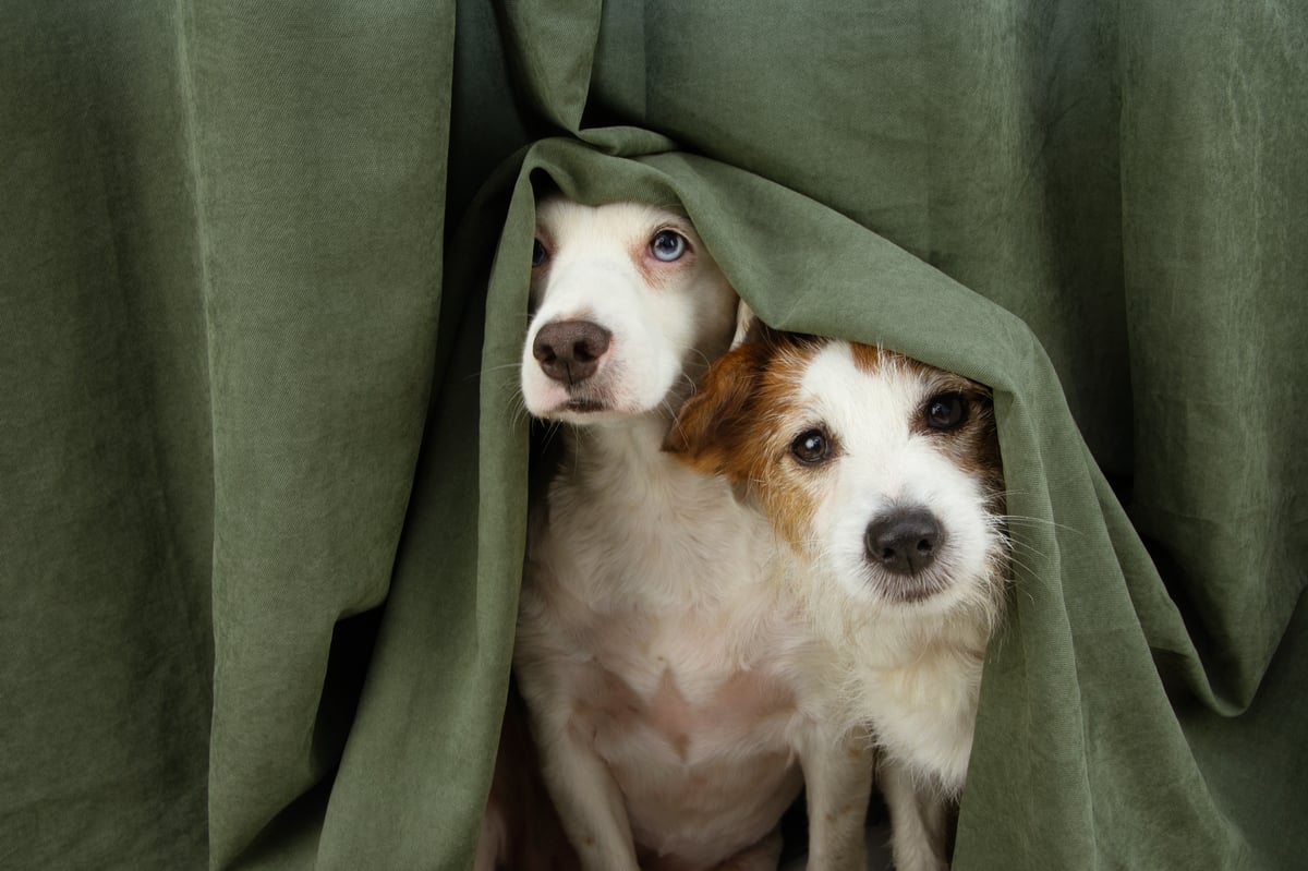 Vets warn of fireworks risks to pets and livestock this season