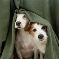 Firework warning for Derbyshire pet owners - as vets urge immediate action ahead of Bonfire Night, Diwali and New Year’s Eve