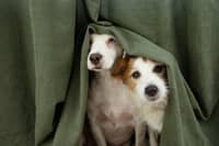 Ahead of Bonfire Night, Diwali, and New Year’s Eve, the British Veterinary Association (BVA) warns that whilst traditional celebrations are good for people, they can cause acute anxiety and panic-induced accidents in animals unless owners take preventative action. 
