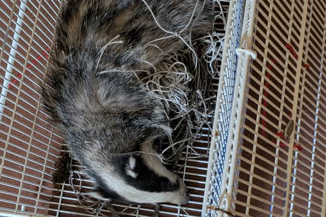 The badger was severely injured while struggling to break free.
