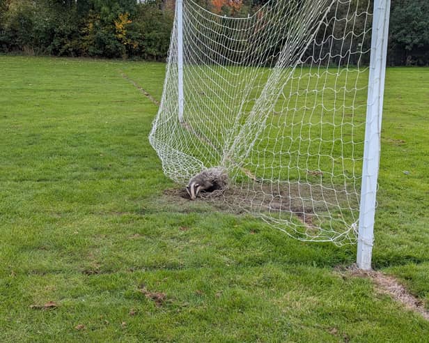 A badger has been released back into the wild, after becoming severely tangled in football netting on the grounds of a school in Swanwick, before being rescued and cared for by the RSPCA.