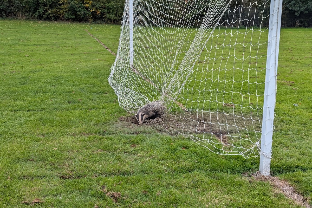 RSPCA frees badger trapped in football netting at school