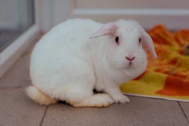 Alice could be hopping happily around your home.