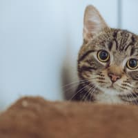 Derbyshire RSPCA Adoptober campaign seeks forever homes for lovable cats, rabbits and more