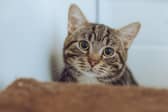 Could Benji brighten up your every day?