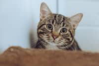 Could Benji brighten up your every day?