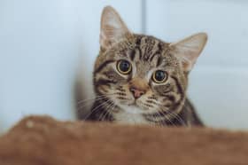 Could Benji brighten up your every day?