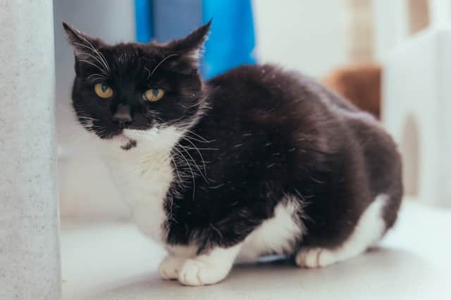 Tulip is looking for a future that smells sweeter than her past.