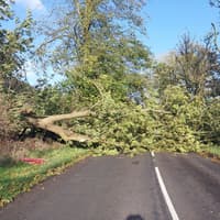 Police warning after strong winds bring down trees into Derbyshire roads
