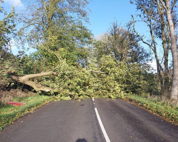 Strong winds saw a number of trees fall into roads across Derbyshire and the Peak District