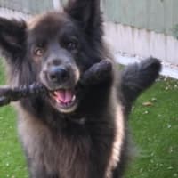Urgent warning after 'typically healthy' dog rushed to Derbyshire vets with life threatening condition