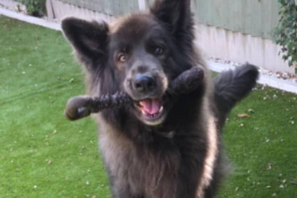 Blue was rushed to  Riverside Vets in Belper with a life threatening condition.