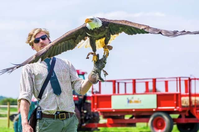 Learn how to handle birds of prey.
