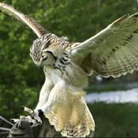 Save £9 on a falconry experience for two in the beautiful Peak District