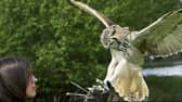 Get up close to birds of prey during a falconry experience at Moor Grange Farm, Buxton.