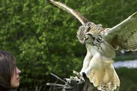 Get up close to birds of prey during a falconry experience at Moor Grange Farm, Buxton.