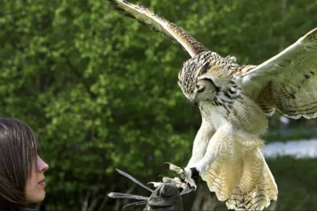 Get up close to birds of prey during a falconry experience at Moor Grange Farm, Buxton.