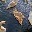 The injured cygnet was rescued, treated by vets and released back into the wild at Butterley Reservoir.
