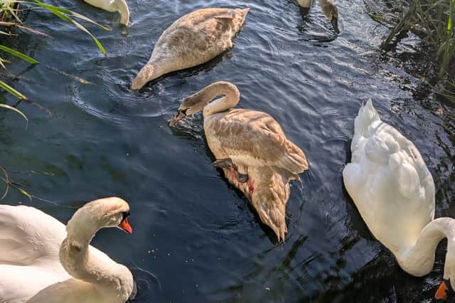 The injured cygnet was rescued, treated by vets and released back into the wild at Butterley Reservoir.