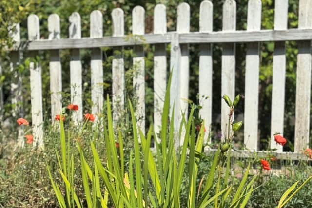 The garden at Growing Lives looking gorgeous