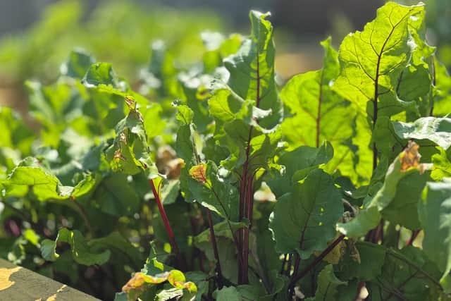 Beetroot grown at Growing Lives.