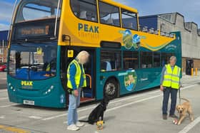 Guide dogs in training