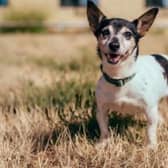 Trixie at RSPCA Chesterfield
