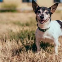 Can you give a loving home to Chesterfield senior lady Trixie - as RSPCA says senior dogs are slower to rehome