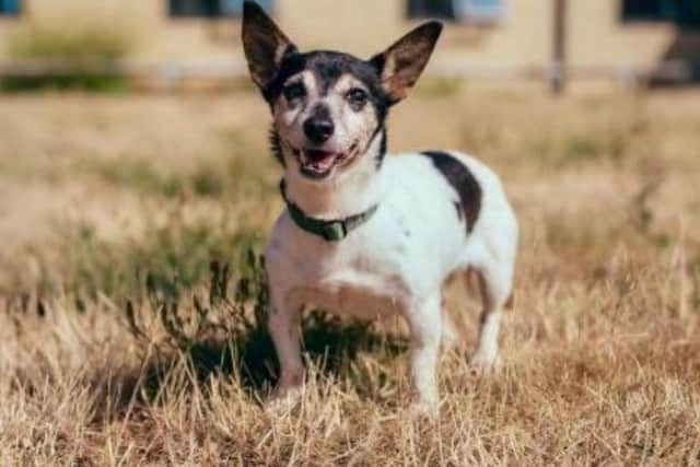 Trixie at RSPCA Chesterfield