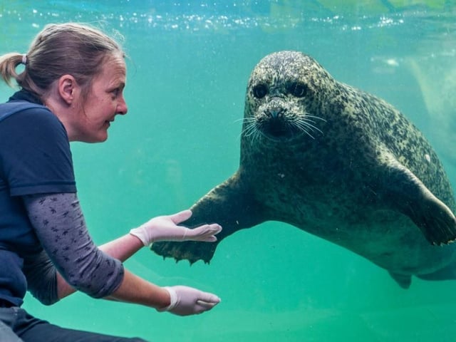 Sea Life Scarborough has re-opened with visitors once again able to
see wonderful creatures of the sea. It is essential to pre-book a slot when visiting.