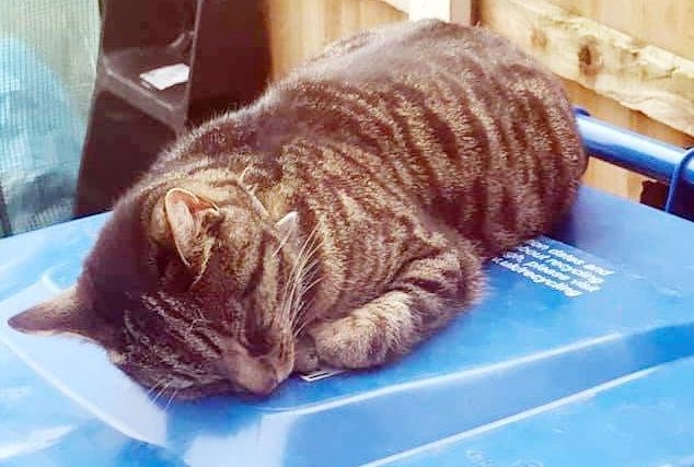 Catherine Jane said This is Oliver he loves taking a nap on the bin lid after a long night of mischief hes a proper Tom