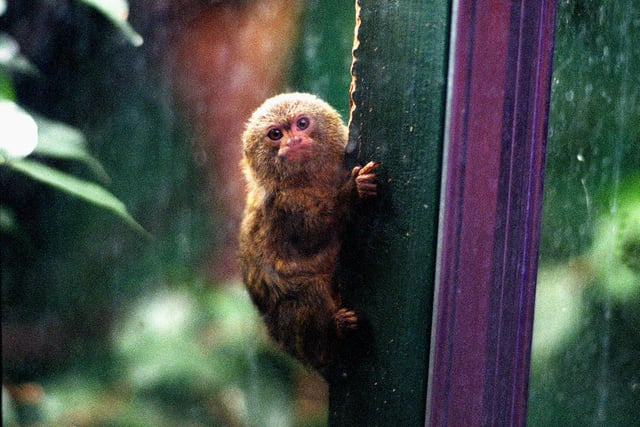 Staff at Roundhay Park's Tropical World decided on a name for a baby Marmoset monkey who was nursed back to health after his mother died. Keepers picked the name Mogwai, chosen by nine-year-old Annie Oldfield from Middleton.