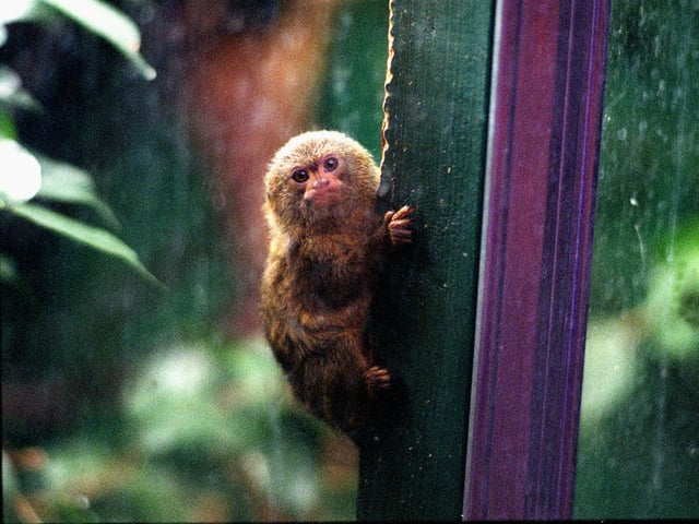 Staff at Roundhay Park's Tropical World decided on a name for a baby Marmoset monkey who was nursed back to health after his mother died. Keepers picked the name Mogwai, chosen by nine-year-old Annie Oldfield from Middleton.