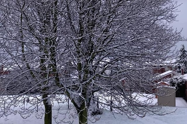Cheryl Mallinder captured this impressive shot of snow-covered trees in Havercroft.