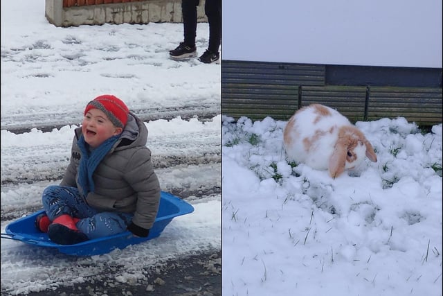 Sue Slater said: "Our boy Cody absolutely loving the snow and our rabbit-Peanut, not so sure!"