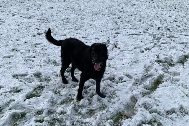 And it wasn't just residents enjoying the unusual weather - James Turner captured his four-legged friend making the most of a snowy park.